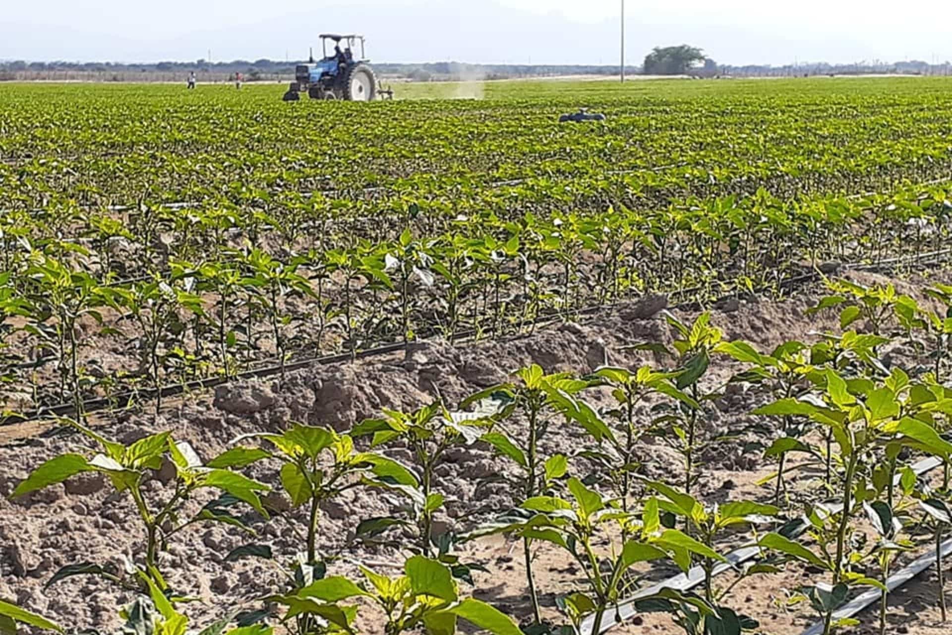 Home Plantaciones Ajies