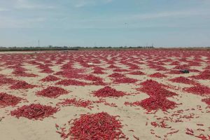 Producto Plantacion de Ajies