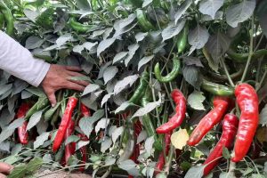 Productos Ají Guajillo