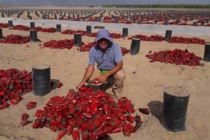 Productos de Exportación Ají Paprika