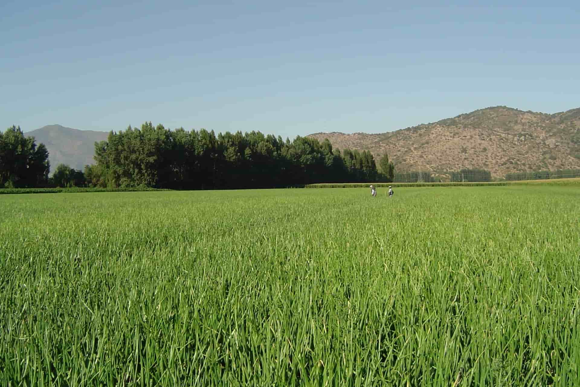 Home - Plantaciones Cebollas